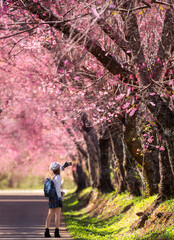 Pink Sakura flower or  cherry blossom at Mae wang district