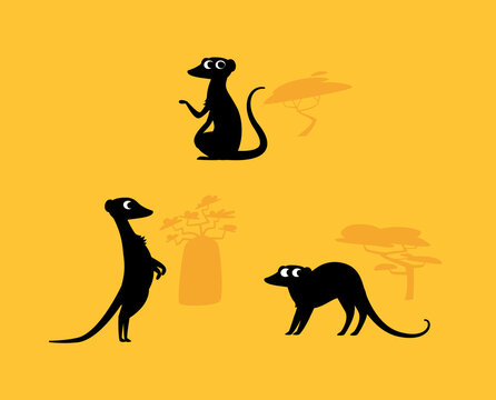 Funny meerkat