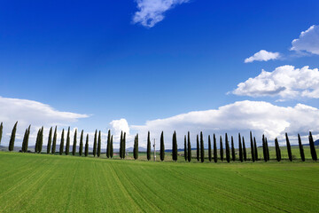 Photographic documentation of the cypresses of the province of Siena - obrazy, fototapety, plakaty