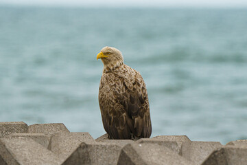 野付半島のオジロワシ
