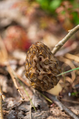 Shot of amazing, edible and tasty morel mushroom