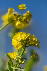 Yellow canola flowers with blue sky in the garden