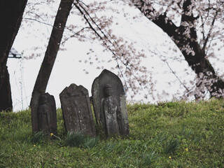 満開の桜のさきたま古墳公園　3月　埼玉県行田市