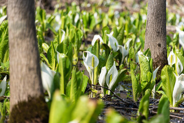 大沼湖畔の水芭蕉群生地