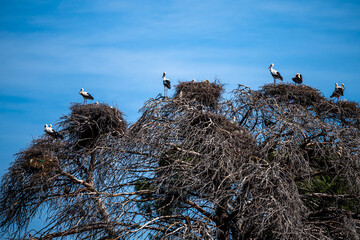 A colony of birds on a tree. White stork, Ciconia ciconia