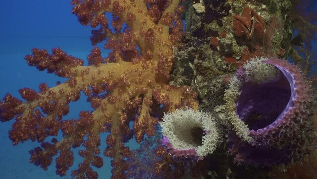Close-up of large Tube sponge (Haliclona fascigera) and Bright colorful Soft Coral Dendronephthya on support pier, Slow motion 