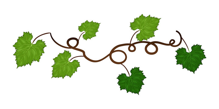 Grapes vine background with its branches and leaves.