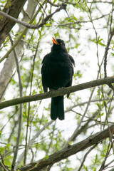 Singende Amsel (Turdus merula)