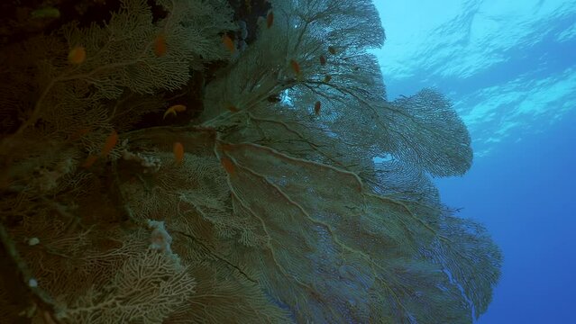 Vertical video, Soft coral Giant Gorgonian or Sea fan (Subergorgia mollis) in a coral garden at sea depth, Camera moving forwards