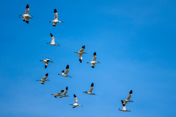Pied avocet, Recurvirostra avosetta, Laguna de Fuente de Piedra