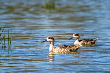 Marbled duck, Marbled teal, Marmaronetta angustirostris