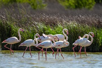 Greater Flamingo, Phoenicopterus roseus, Laguna de Fuente de Piedra