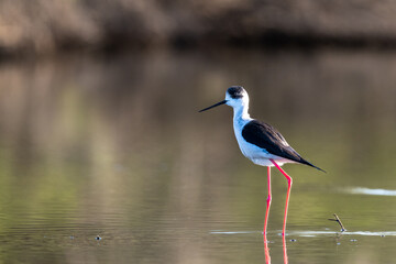 Black-winged stilt, Himantopus himantopus.