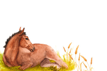 Watercolor illustration of a horse foal lying in the green grass. Horizontal banner © dakora