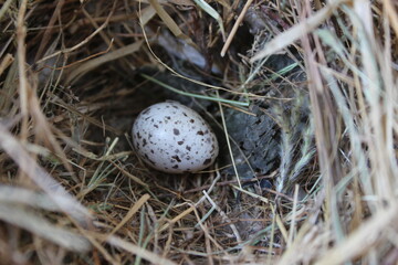 Naklejka na ściany i meble Sparrow Bird Hay Nest with a White Egg Closeup Photography