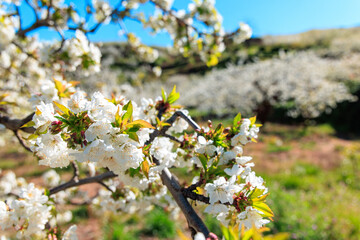 close up on cherry blooming
