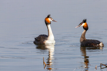 A couple of great grebes swim on the lake