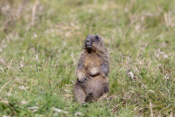 Marmot bobak stands on the grass on a summer day