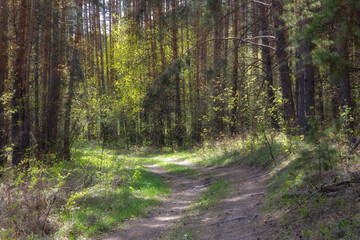 Summer forest landscape with a road