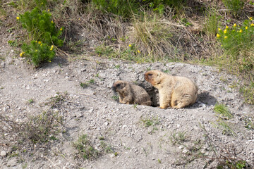 Bobak marmots stand near a burrow on a summer day