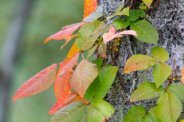Poisonous liana Toxicodendron on the background of a tree trunk, South Kuriles