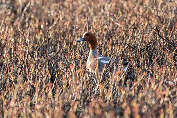 Close-up of a male Eurasian wigeon. Arctic. Russia