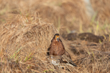 Male Ruff (bird) in breeding plumage stands on the shore of the lake