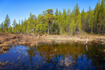 Landscape with swamp and pines. Arctic. Russia