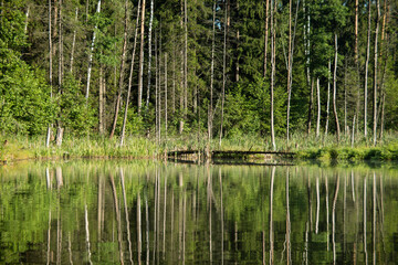 Lake in the forest