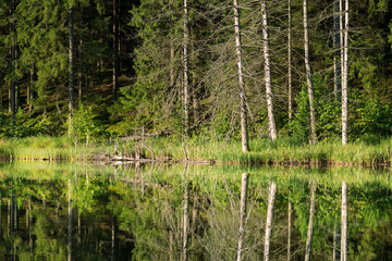 Obraz premium Lake in the forest
