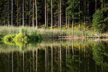 Lake in the forest