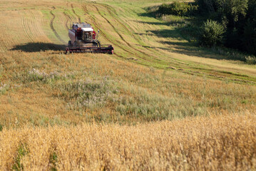 Fototapeta premium Harvesting with combines