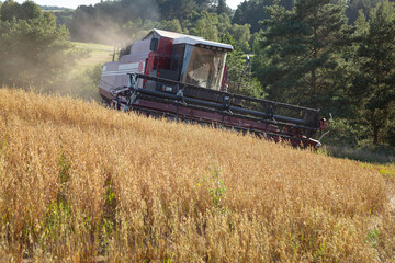 Naklejka premium Harvesting with combines