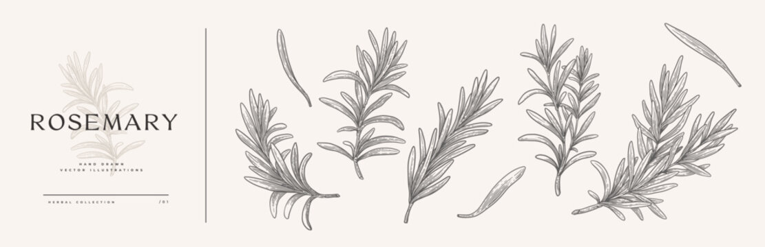 Big set of rosemary branches. Spicy herbs for cooking. The concept of organic food. Vector illustration on a light isolated background.