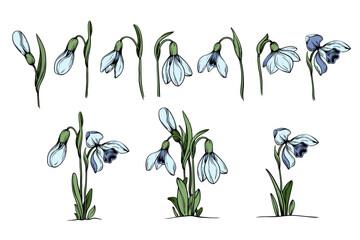 Fototapeta na wymiar First spring flowers. Set Snowdrops vector color graphic illustration