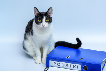 Kot siedzący przy segregatorze z dokumentami księgowymi w firmie - obrazy, fototapety, plakaty