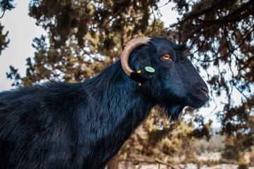 Side view of a black goat with a horn. Portrait of a milking goat.