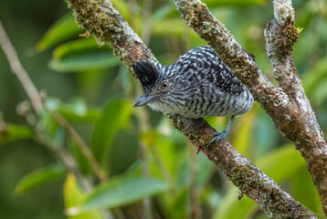 Barred Antshrike - Thamnophilus doliatus, beautiful small perching bird from Latin America woodlands, forests and gardens, Cambutal, Panama.