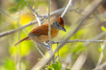 Barred Antshrike - Thamnophilus doliatus, beautiful small perching bird from Latin America woodlands, forests and gardens, Cambutal, Panama.