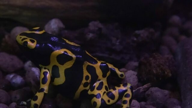 Yellow-Banded Poisson Frog, dendrobates leucomelas, Venemous Specy from South America, adult