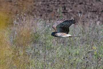 Weibliche Kornweihe ( Circus cyaneus )	
