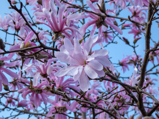 Close-up shot of the Pink star-shaped flowers of blooming Star magnolia - Magnolia stellata cultivar 'Rosea' in bright sunlight in spring with dark blue sky in background. Beautiful magnolia scenery