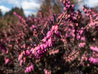 Heather (Erica carnea) 'Kramer's Rote' with dark bronze-green foliage flowering with clouds of magenta flowers in spring