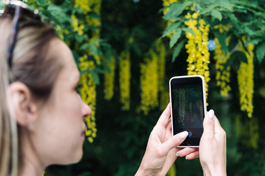 A woman photographs on her smartphone the yellow flowers of blooming Laburnum anagyroides or golden rain