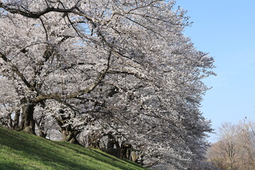 Fototapeta na wymiar 背割り堤の桜並木