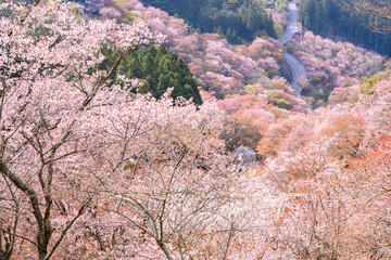 吉野山の桜