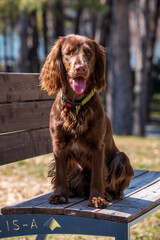portrait of a dog