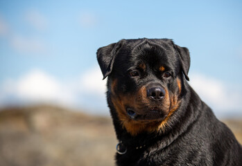 Rottweiler boy a sunny day. Relaxed but attentive, cool dog, loyal friend.