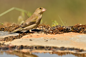 verderón europeo o verderón común​ (Chloris chloris)​