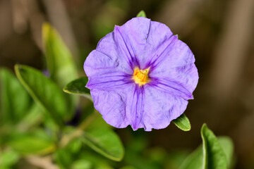 solano de flor azul (lycianthes rantonnetii) juzmin paraguayo 